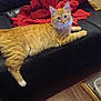 Appolo participe au concours pour gagner de l'argent avec cette photo : animal, cat, couch, cozy, curious, domestic_cat, ears, feline, furniture, home, indoor, leather, looking, orange_tabby, pet, red_blanket, relaxed, resting, whiskers, wooden_floor
