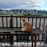 Appolo a rejoint le concours — aidez-le/la à gagner de superbes lots ! animal, balcony, calm, cat, chair, cloudy, daytime, domestic_cat, fence, fluffy, houses, looking, nature, orange_cat, outdoor, pet, sitting, sky, table, wooden_table