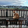 animal, balcony, calm, cat, chair, cloudy, daytime, domestic_cat, fence, fluffy, houses, looking, nature, orange_cat, outdoor, pet, sitting, sky, table, wooden_table