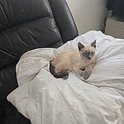 Azur a rejoint le concours — aidez-le/la à gagner de superbes lots ! animal, blue_eyes, cat, comfortable, cozy, curious, cute, domestic_cat, feline, fur, indoor, kitten, leather_chair, looking, pet, resting, siamese_cat, small, white_blanket, young