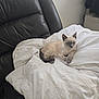 animal, blue_eyes, cat, comfortable, cozy, curious, cute, domestic_cat, feline, fur, indoor, kitten, leather_chair, looking, pet, resting, siamese_cat, small, white_blanket, young