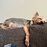Tucker joined the competition — help win amazing prizes! dog, sleeping, couch, indoor, pet, relaxed, resting, fur, small_dog, cozy, domestic_animal, animal, canine, nap, brown_fur, gray_couch, collar, tag, home, quiet