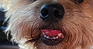 Tucker joined the competition — help win amazing prizes! dog, small_dog, close_up, pet, canine, harness, collar, tag, fur, tongue, teeth, car_interior, sunlight, face, ears, whiskers, cute, animal, portrait, happy