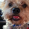 dog, small_dog, close_up, pet, canine, harness, collar, tag, fur, tongue, teeth, car_interior, sunlight, face, ears, whiskers, cute, animal, portrait, happy