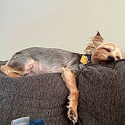 Tucker joined the competition — help win amazing prizes! dog, sleeping, couch, indoor, pet, fur, collar, tag, gray, brown, relaxed, resting, small_dog, furniture, home, cozy, animal, nap, canine, domestic