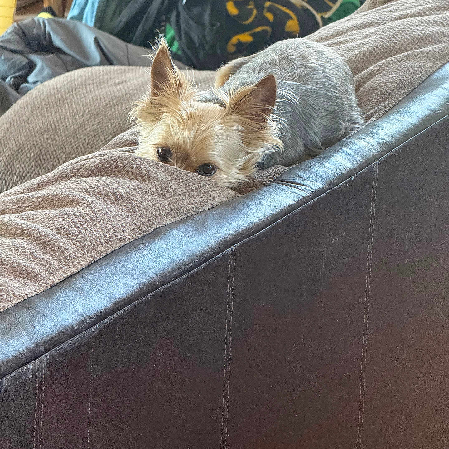 Tucker is registered to the contest to win money with this photo: dog, small_dog, blanket, couch, leather, furniture, indoor, pet, cozy, brown, beige, ears, fur, resting, pile_of_clothes, guitar, wooden_chair, relaxed, home, cute