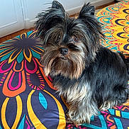 Obiwan participe au concours pour gagner de l'argent avec cette photo : animal, bedspread, colorful, cute, dog, ears, eyes, floor, fur, furniture, home, indoor, mammal, nose, pattern, pet, portrait, sitting, small_dog, whiskers