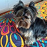 animal, bedspread, colorful, cute, dog, ears, eyes, floor, fur, furniture, home, indoor, mammal, nose, pattern, pet, portrait, sitting, small_dog, whiskers