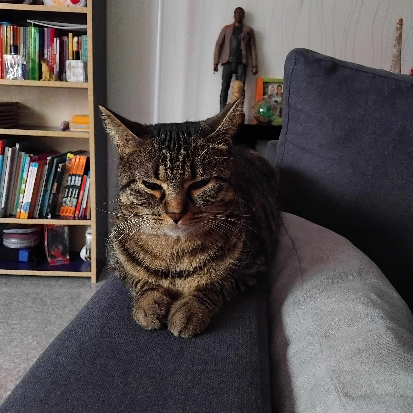 Coquinne participe au concours pour gagner de l'argent avec cette photo : adult, animal, architecture, bookcase, building, cat, clothing, coat, couch, face, furniture, head, indoors, livingroom, male, man, person, pet, room, shelf