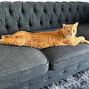 Sunrise is registered to the contest to win money with this photo: cat, orange_tabby, feline, pet, animal, couch, sofa, gray_furniture, tufted, indoor, relaxing, stretched_out, looking_at_camera, green_eyes, fur, whiskers, carpet, blanket, home, cozy