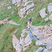 Coockie participe au concours pour gagner de l'argent avec cette photo : dog, outdoor, mountain, rocky, grass, trail, nature, pet, hiking, animal, canine, landscape, adventure, walking, wearing_harness, smiling, daylight, scenic, rough_terrain, happy