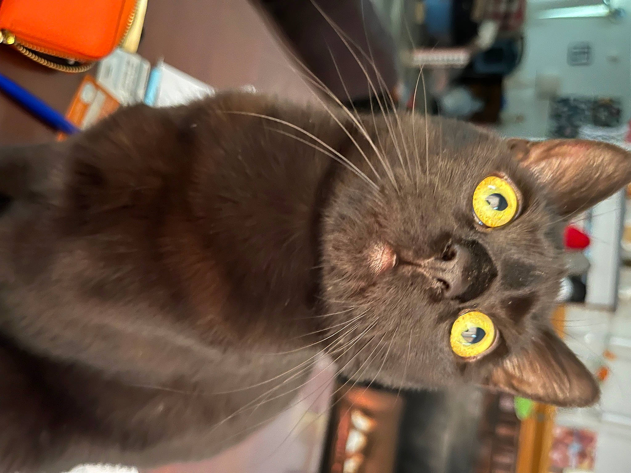 Zeus joined the competition — help win amazing prizes! black_cat, bombay, carnivore, cat, chartreux, claw, domestic_short_haired_cat, ear, fang, felidae, fur, havana_brown, korat, paw, small_to_medium_sized_cats, snout, terrestrial_animal, whiskers