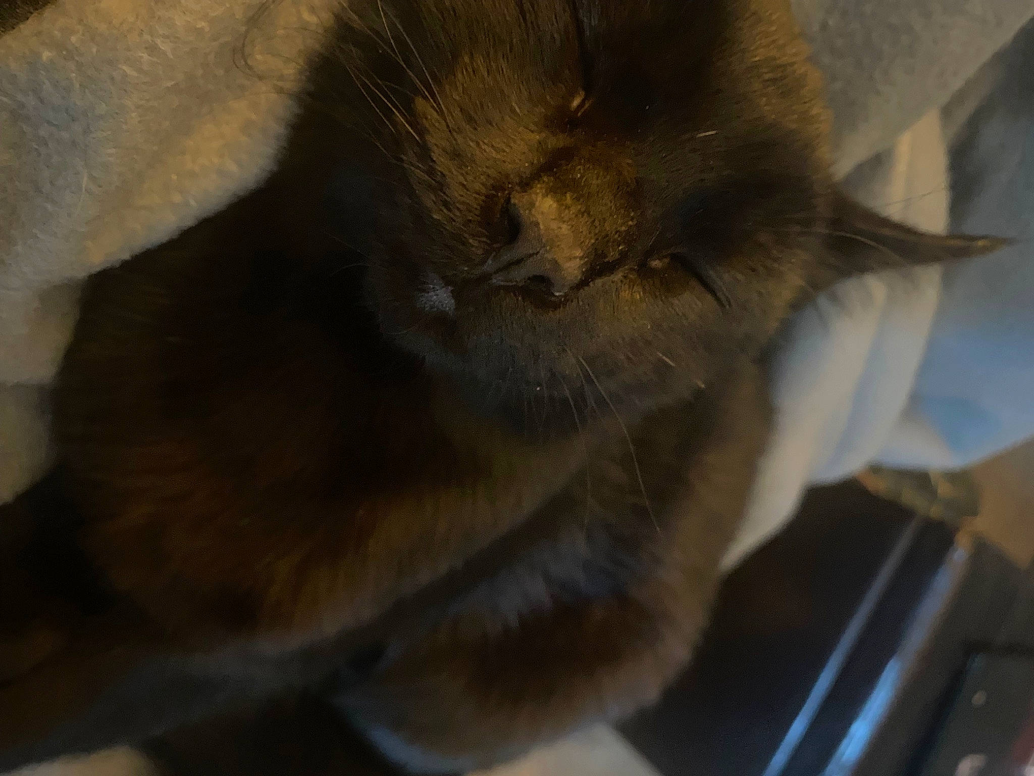 Zeus is registered to the contest to win money with this photo: canidae, carnivore, cat, claw, comfort, dog_breed, domestic_short_haired_cat, ear, fawn, felidae, fur, nap, paw, sleep, small_to_medium_sized_cats, snout, tail, terrestrial_animal, whiskers, wildlife