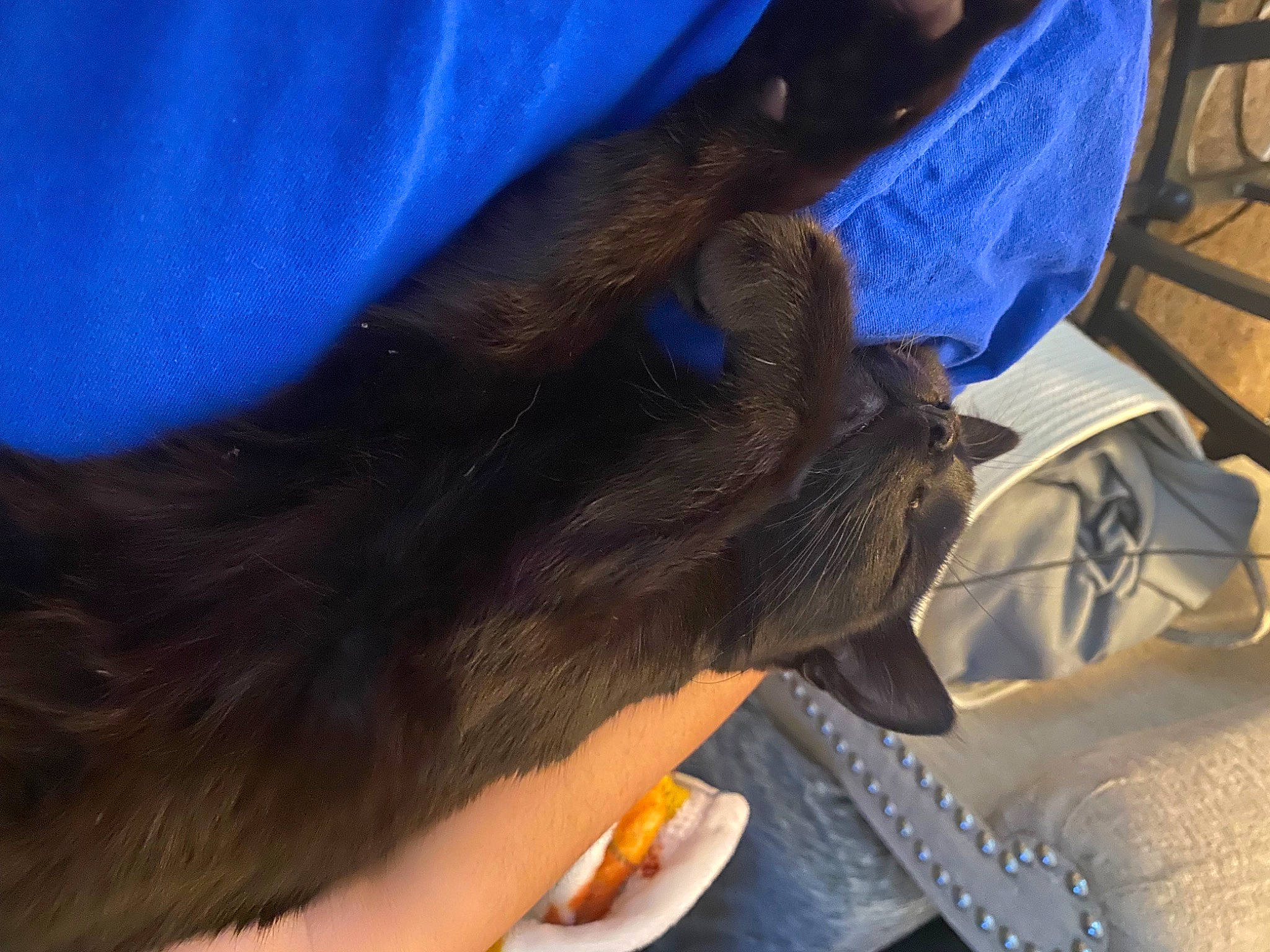 Zeus joined the competition — help win amazing prizes! auto_part, automotive_tire, bat, blue, claw, comfort, elbow, electric_blue, felidae, finger, foot, fur, gesture, human_leg, knee, nail, thigh, toe, whiskers, wrist