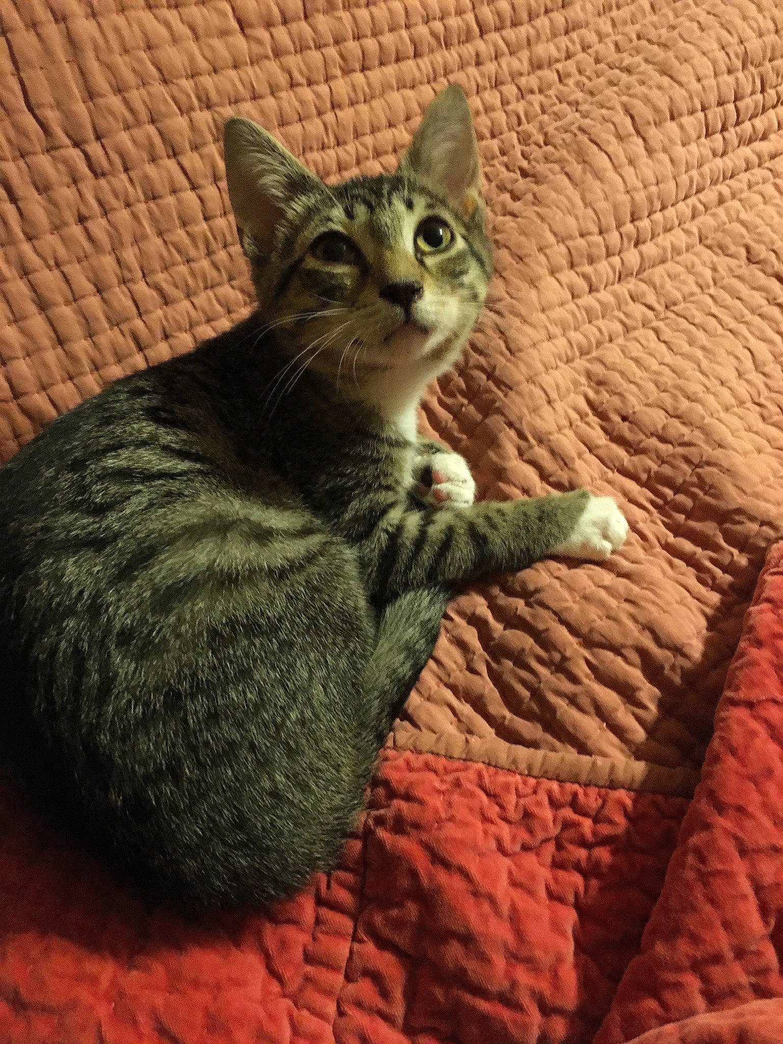 Rocky joined the competition — help win amazing prizes! carnivore, cat, claw, domestic_short_haired_cat, felidae, flooring, fur, paw, shadow, sitting, small_to_medium_sized_cats, snout, tail, terrestrial_animal, whiskers, wildlife, window