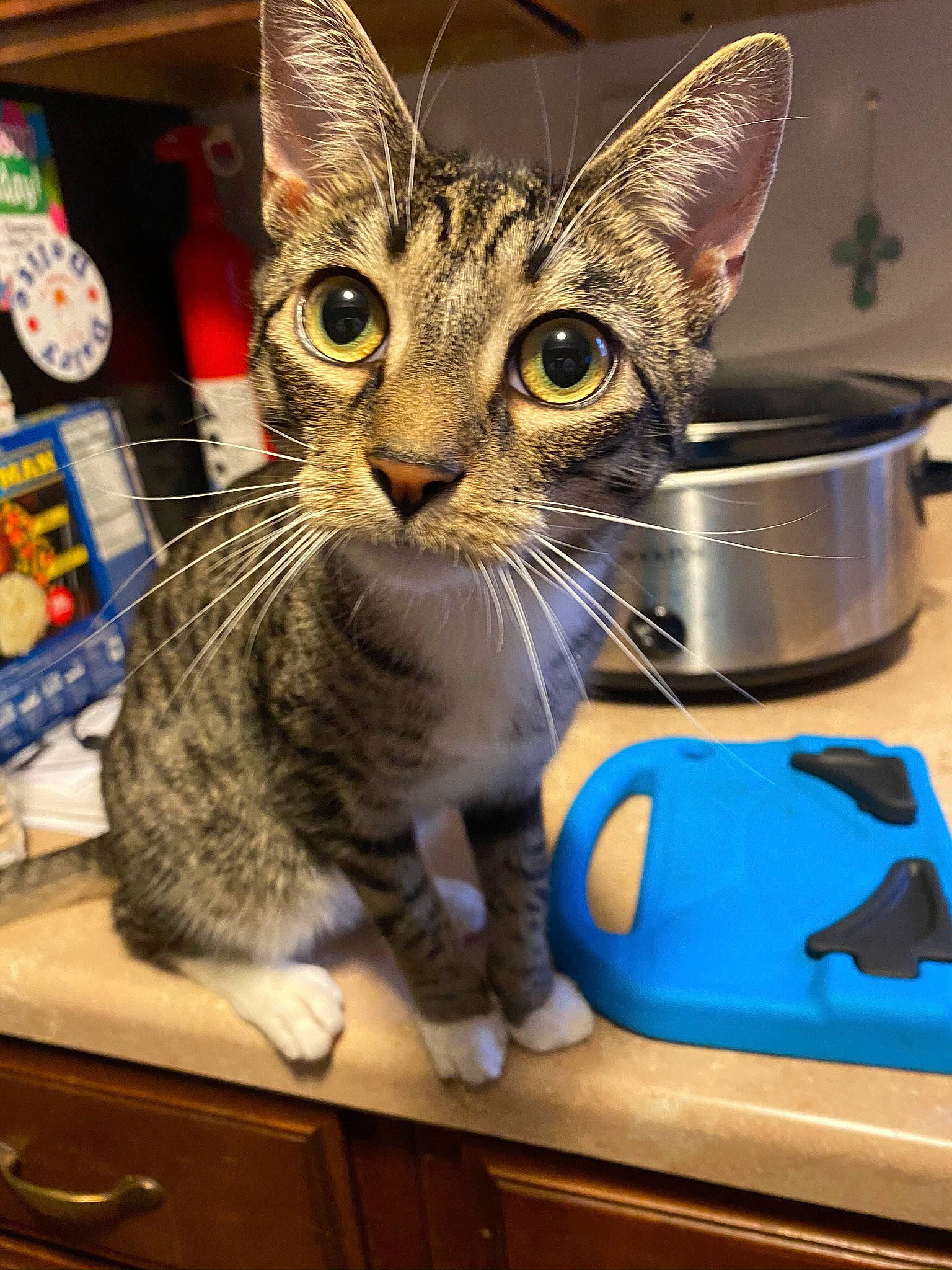 Rocky is registered to the contest to win money with this photo: cabinetry, carnivore, cat, domestic_short_haired_cat, drinkware, electric_blue, felidae, fur, home_appliance, kitchen, kitchen_appliance, kitchen_utensil, mammal, paw, serveware, sink, small_to_medium_sized_cats, tap, vertebrate, whiskers