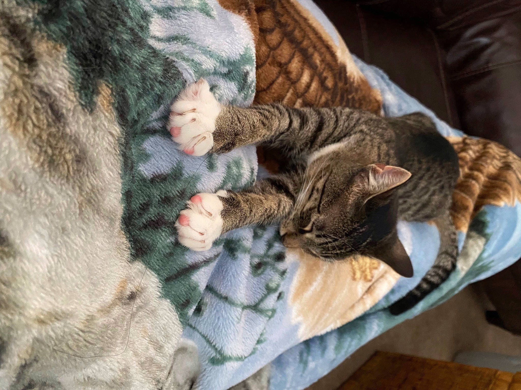 Rocky is registered to the contest to win money with this photo: carnivore, cat, cat_bed, claw, comfort, domestic_short_haired_cat, fawn, felidae, fur, linens, mammal, military_camouflage, paw, small_to_medium_sized_cats, snout, tail, textile, tree, vertebrate, whiskers