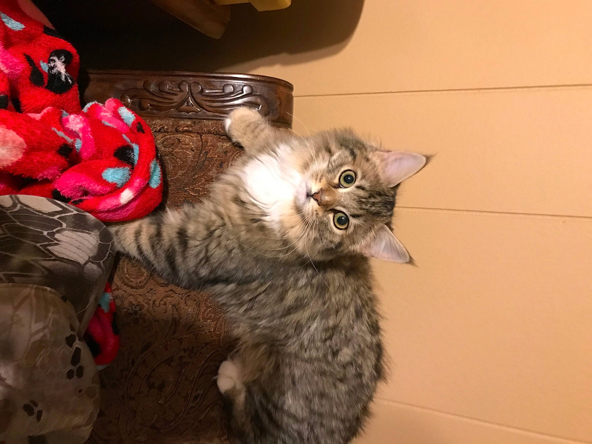 Fiona is registered to the contest to win money with this photo: box, canidae, carnivore, cat, cat_toy, claw, comfort, domestic_short_haired_cat, fawn, felidae, fur, paw, small_to_medium_sized_cats, tail, toy, whiskers