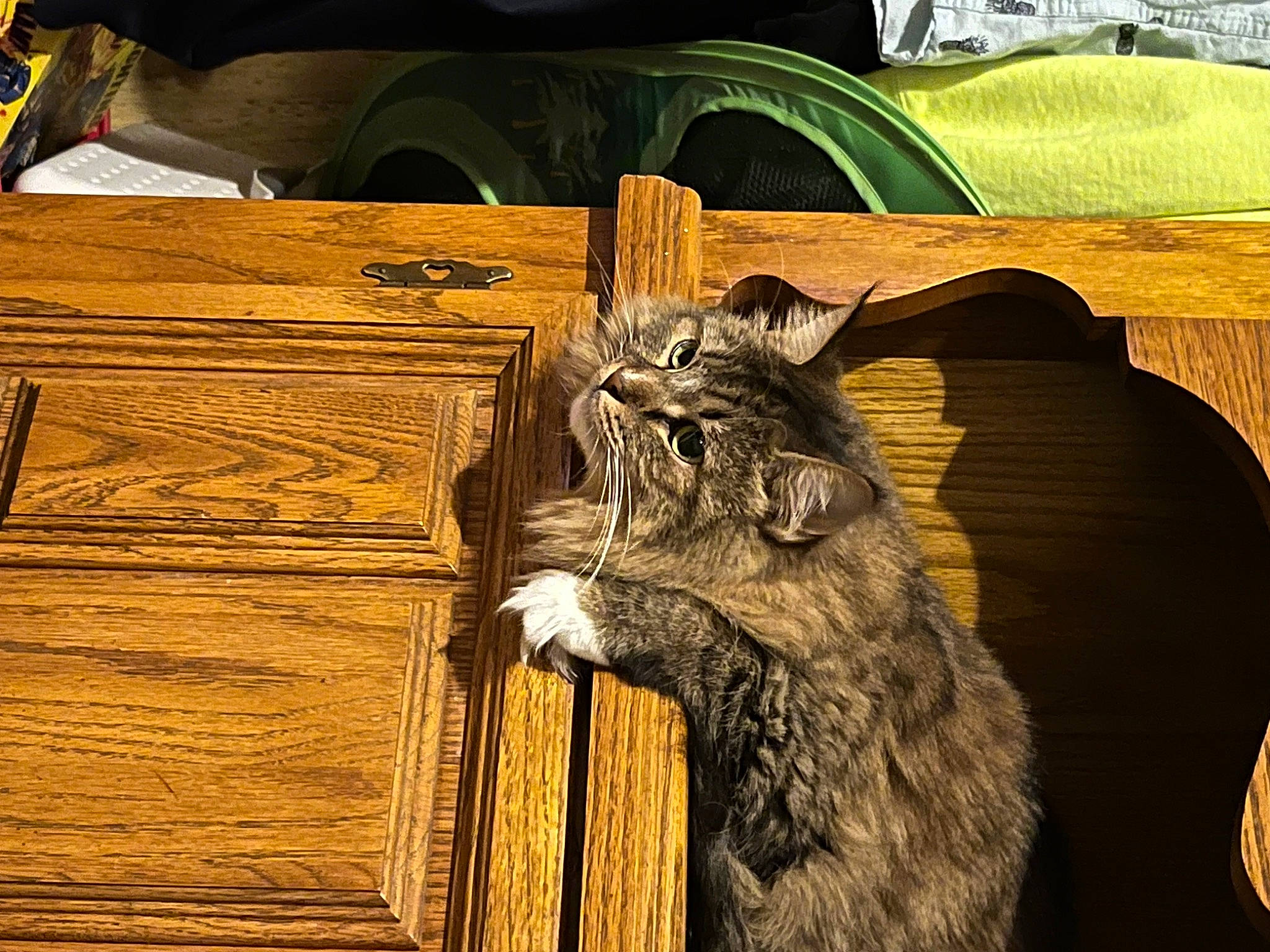 Fiona is registered to the contest to win money with this photo: art, big_cats, black_cat, carnivore, cat, claw, domestic_short_haired_cat, fang, felidae, fur, hardwood, lynx, small_to_medium_sized_cats, snout, tail, terrestrial_animal, trunk, whiskers, wood, wood_stain