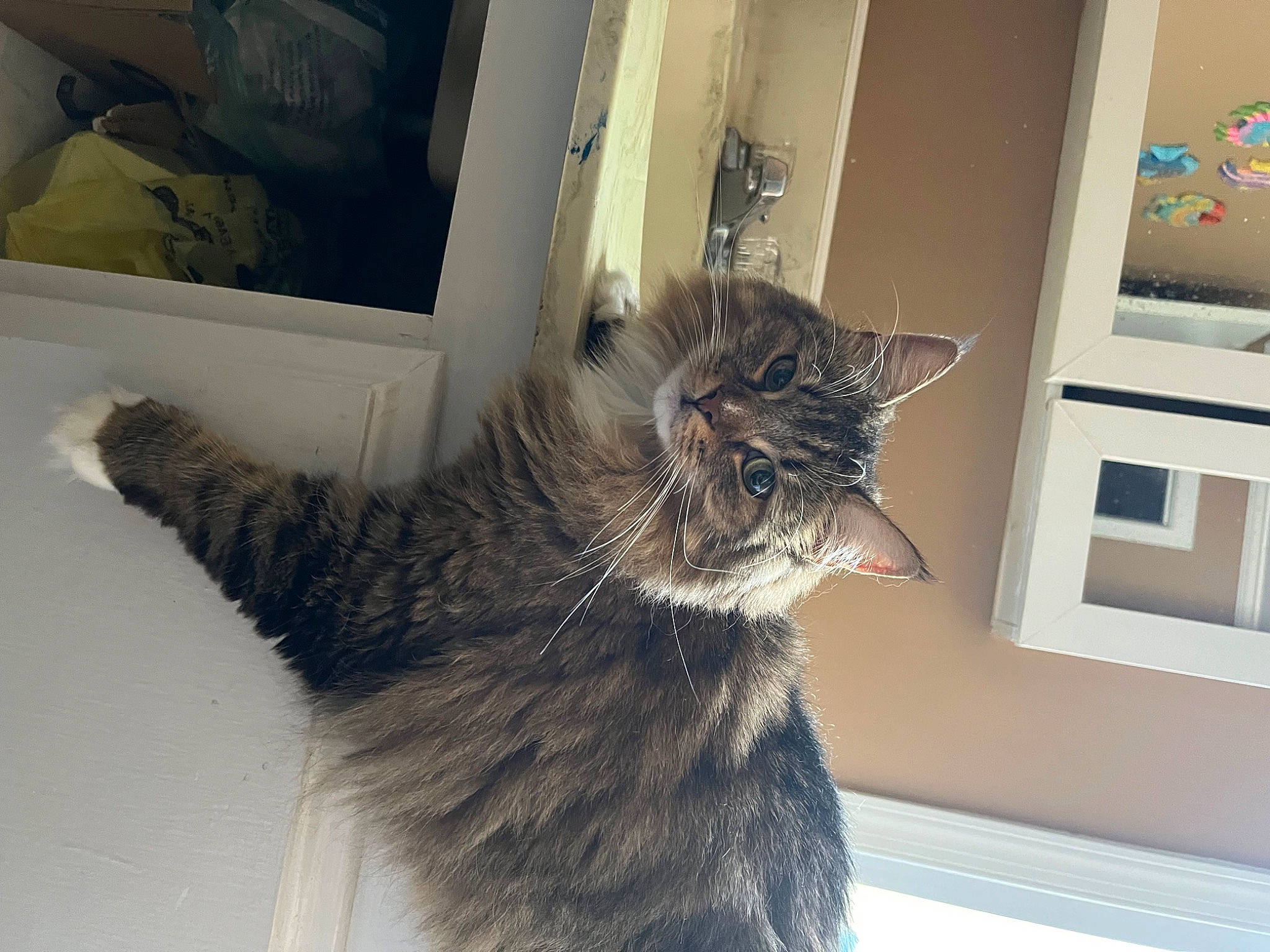 Fiona joined the competition — help win amazing prizes! carnivore, cat, claw, comfort, domestic_short_haired_cat, door, felidae, flooring, fur, paw, picture_frame, room, small_to_medium_sized_cats, snout, tail, whiskers, window