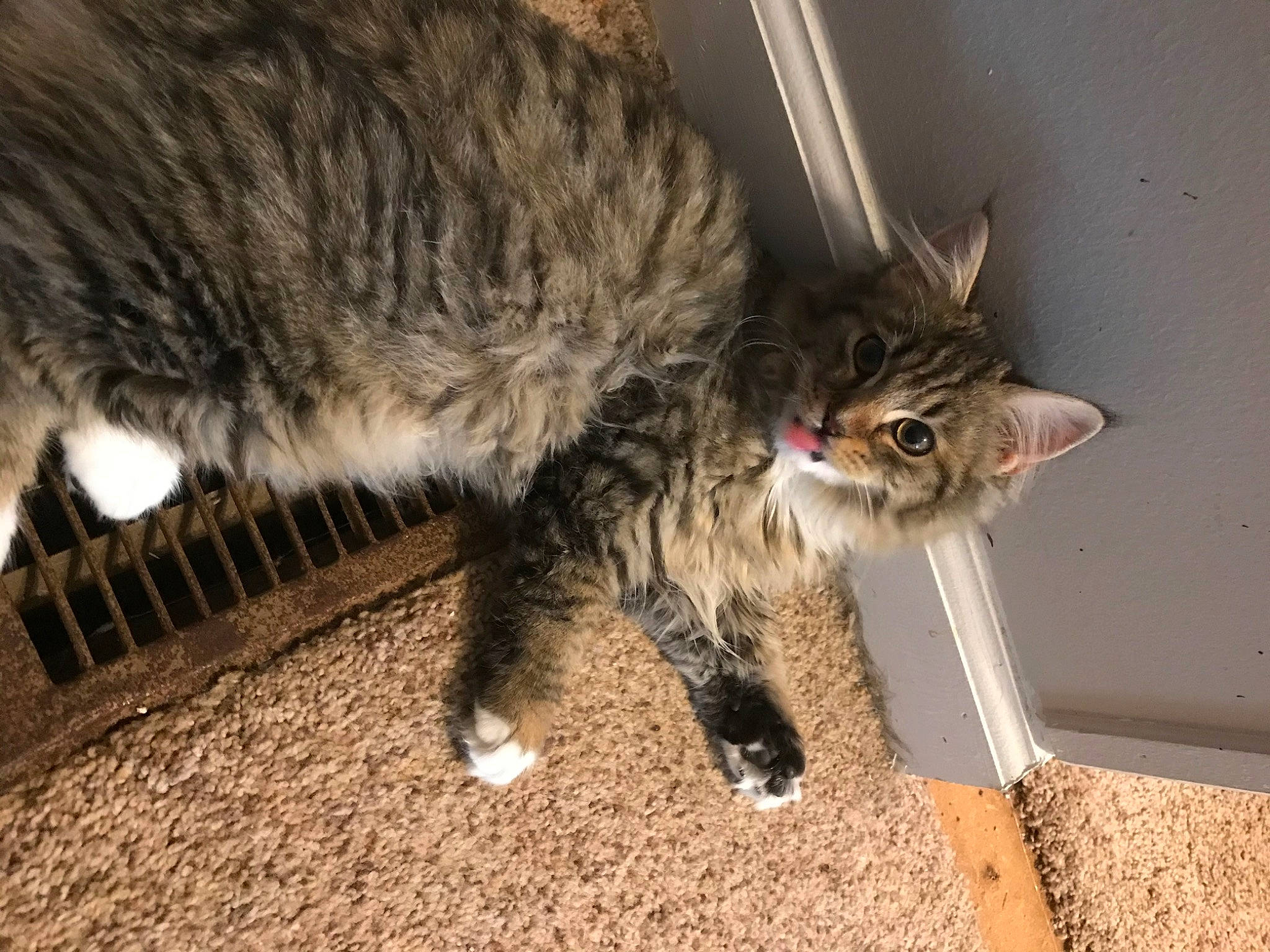 Fiona is registered to the contest to win money with this photo: carnivore, cat, claw, comfort, domestic_short_haired_cat, fawn, felidae, flooring, fur, mammal, paw, plant, small_to_medium_sized_cats, snout, soil, tail, terrestrial_animal, whiskers, wood