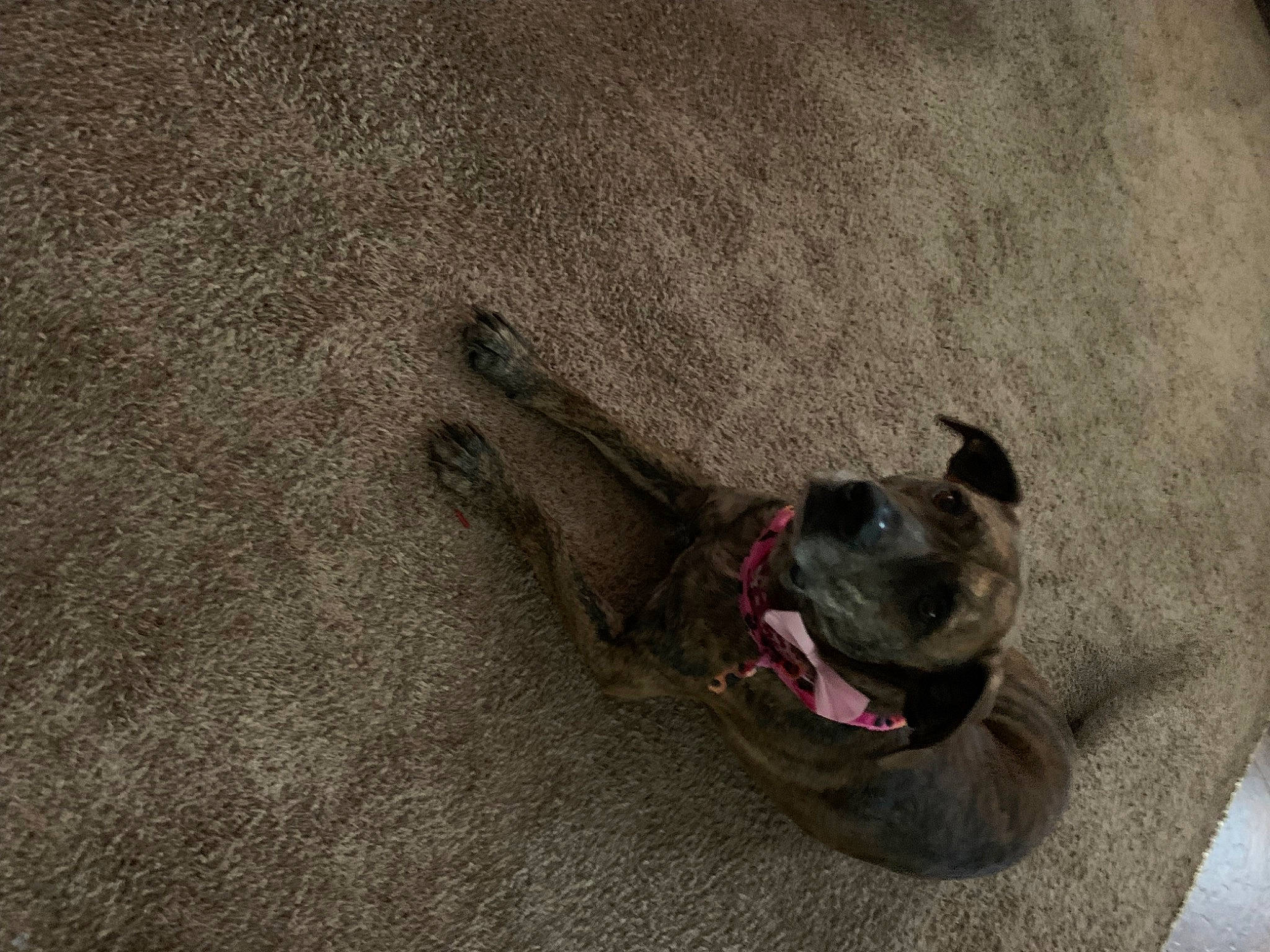 Cheyenne joined the competition — help win amazing prizes! canidae, carmine, carnivore, collar, comfort, companion_dog, concrete, dog, dog_breed, fawn, flooring, grey, non_sporting_group, paw, snout, sporting_group, terrestrial_animal, working_animal, wrinkle