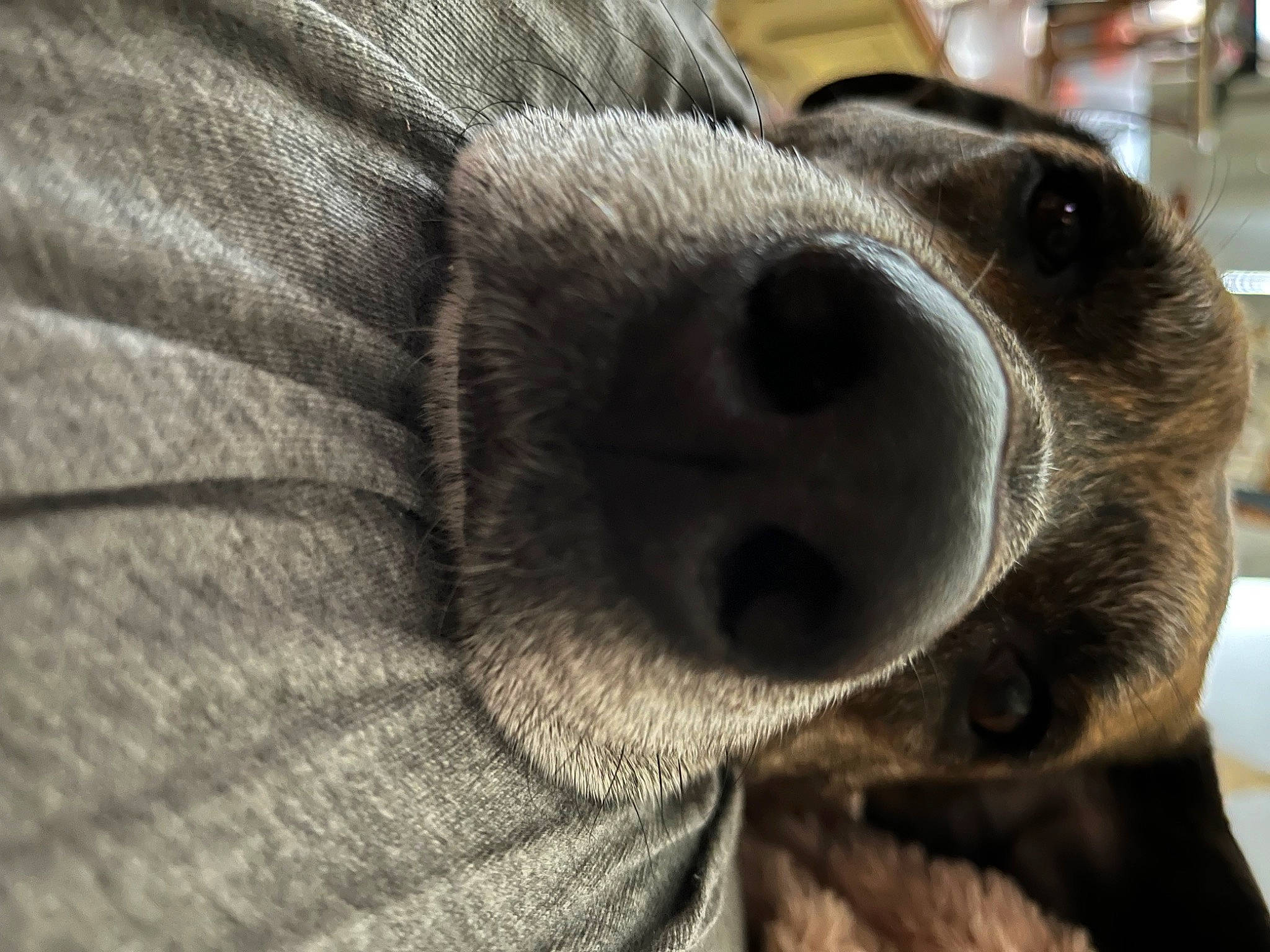 Cheyenne is registered to the contest to win money with this photo: canidae, carnivore, collar, comfort, companion_dog, dog, dog_breed, ear, fawn, fur, grey, paw, pet_supply, snout, sporting_group, sunglasses, terrestrial_animal, whiskers, working_animal, wrinkle