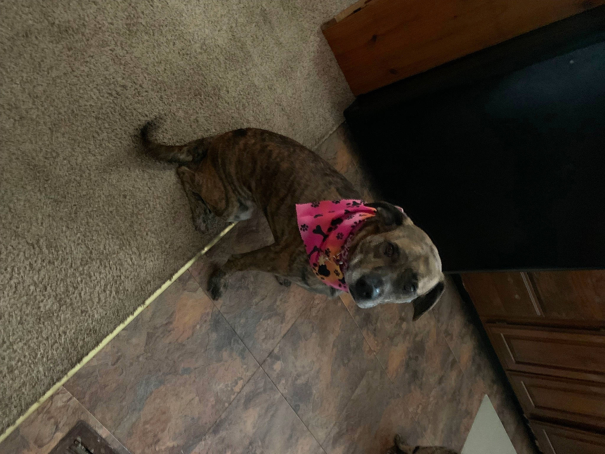 Cheyenne joined the competition — help win amazing prizes! canidae, carnivore, collar, concrete, dog, dog_breed, domestic_short_haired_cat, fawn, felidae, floor, flooring, fur, hardwood, leash, liver, pet_supply, small_to_medium_sized_cats, tail, wood, working_animal