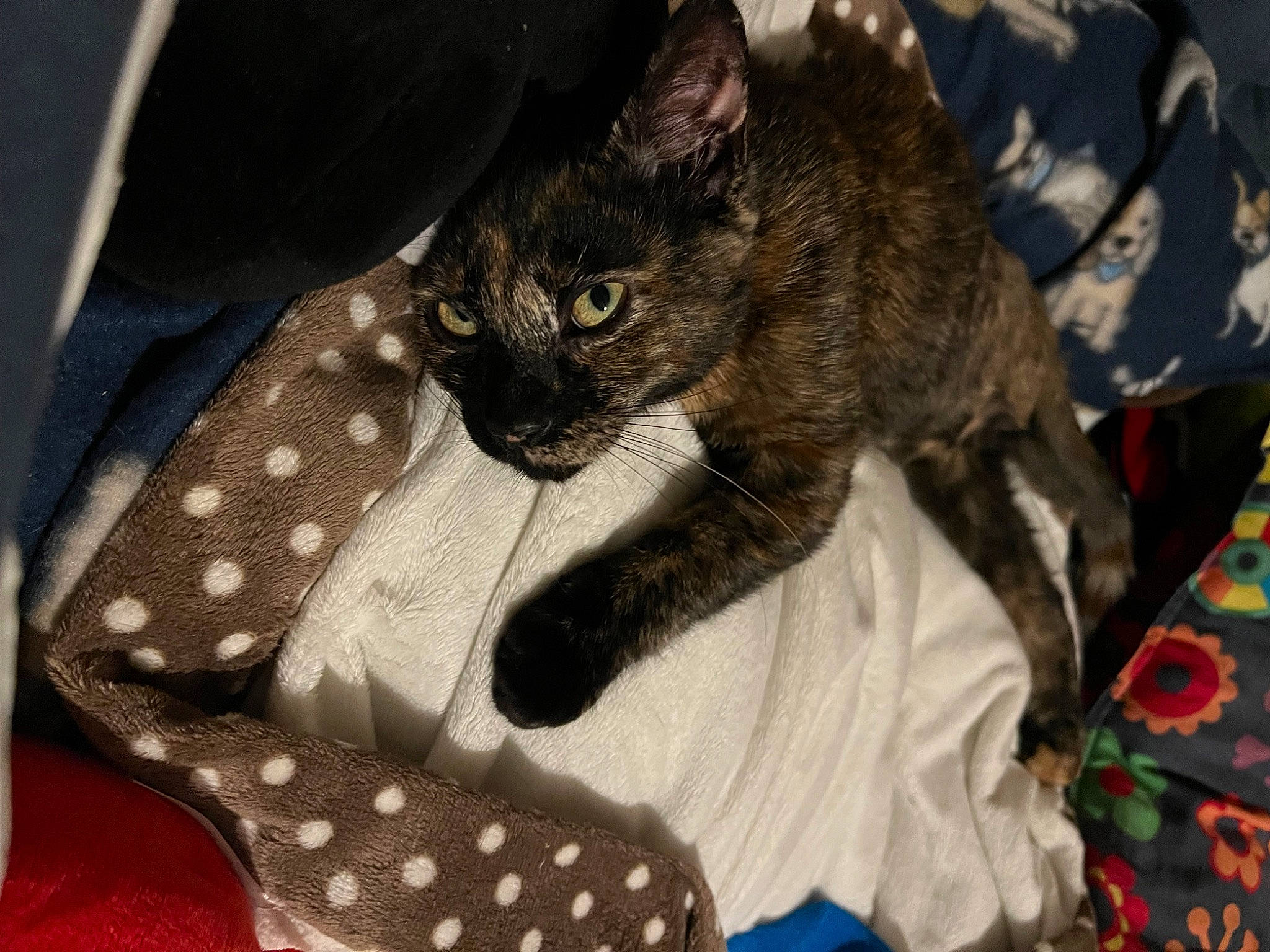 Zoe joined the competition — help win amazing prizes! black_cat, carnivore, cat, cat_supply, claw, comfort, domestic_short_haired_cat, fashion_accessory, fawn, felidae, fur, linens, pattern, paw, plaid, small_to_medium_sized_cats, snout, tail, tree, whiskers