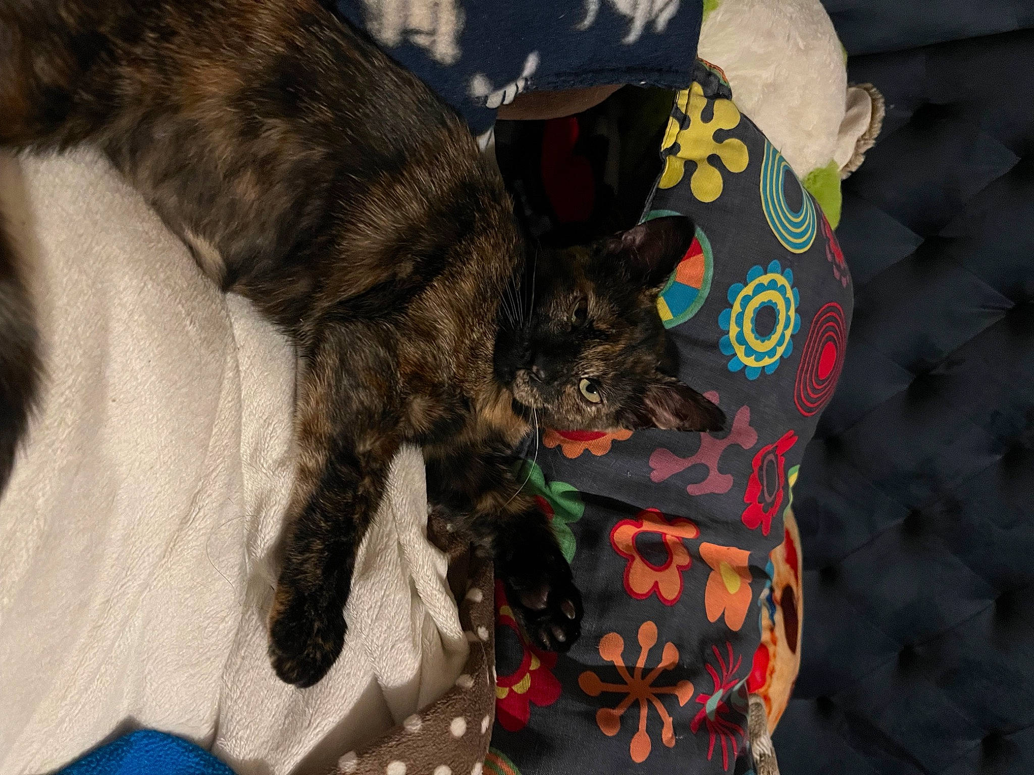 Zoe is registered to the contest to win money with this photo: bag, black_cat, canidae, carnivore, cat, claw, comfort, dog_breed, domestic_short_haired_cat, fawn, felidae, fur, linens, pattern, paw, small_to_medium_sized_cats, snout, sporting_group, tail, whiskers