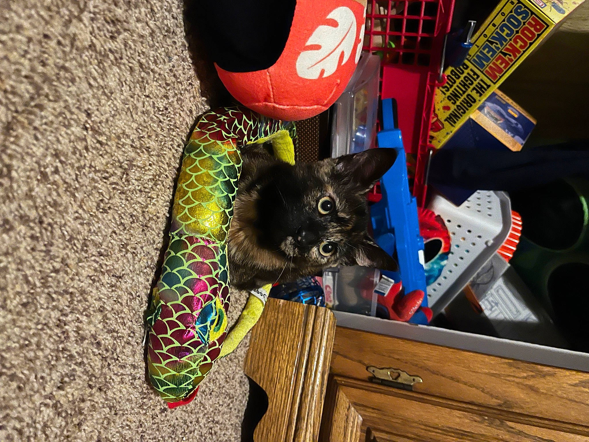 Zoe joined the competition — help win amazing prizes! audio_equipment, cabinetry, carmine, carnivore, cat, drawer, fashion_accessory, felidae, fur, hat, personal_protective_equipment, toy, visual_arts, whiskers