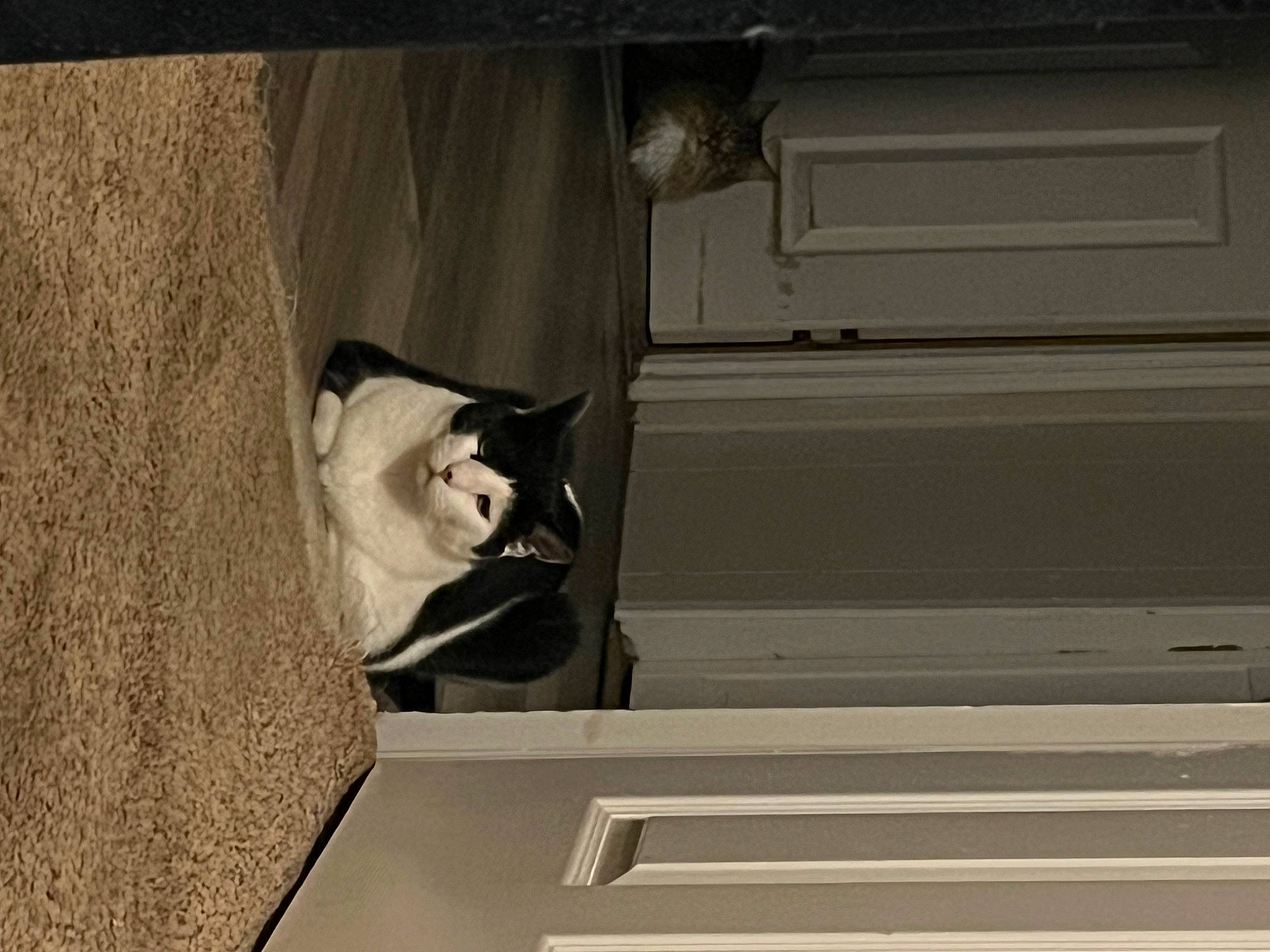 Kaylee is registered to the contest to win money with this photo: building, carnivore, cat, domestic_short_haired_cat, door, facade, felidae, grey, hardwood, home_door, house, room, siding, small_to_medium_sized_cats, snout, tail, tints_and_shades, whiskers, window, wood