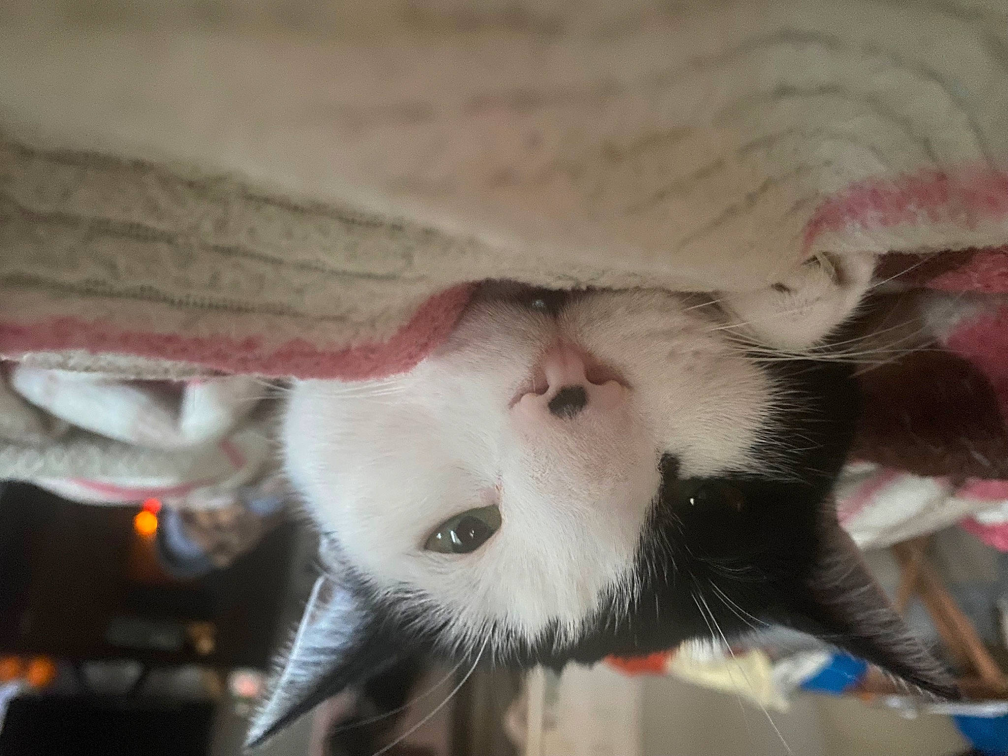 Kaylee is registered to the contest to win money with this photo: carmine, carnivore, cat, claw, close_up, collar, domestic_short_haired_cat, fang, fawn, felidae, fur, paw, small_to_medium_sized_cats, snout, tail, terrestrial_animal, vertebrate, whiskers