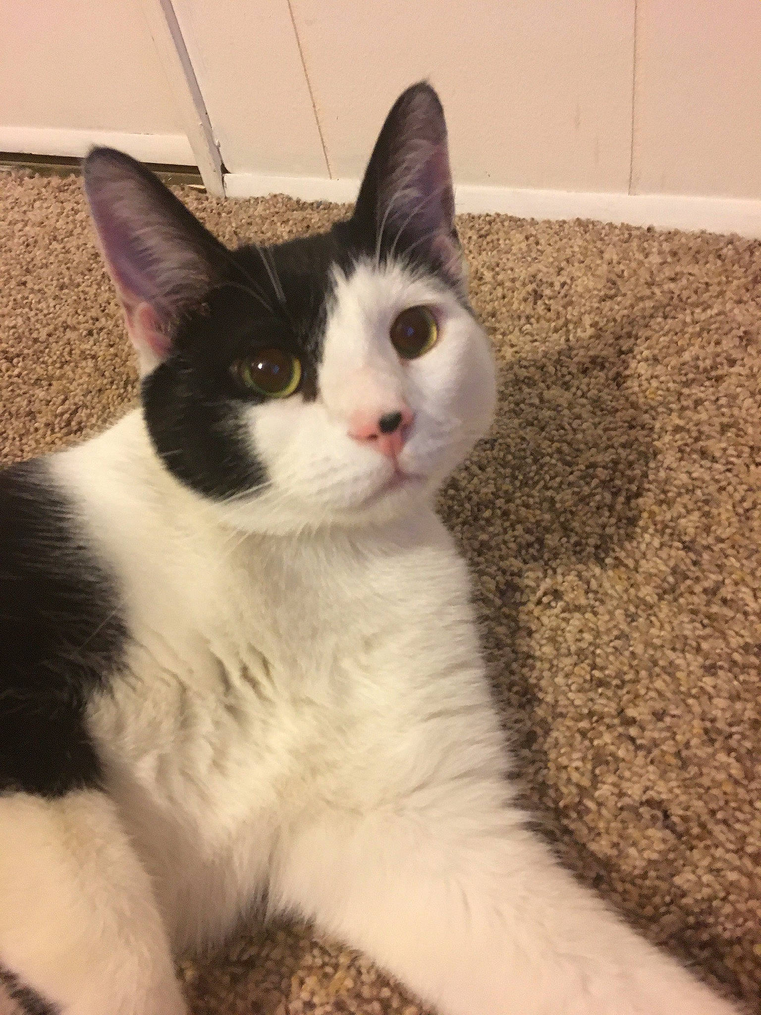 Kaylee joined the competition — help win amazing prizes! carnivore, cat, domestic_short_haired_cat, eye, felidae, foot, fur, paw, plant, sitting, small_to_medium_sized_cats, snout, tail, terrestrial_animal, whiskers