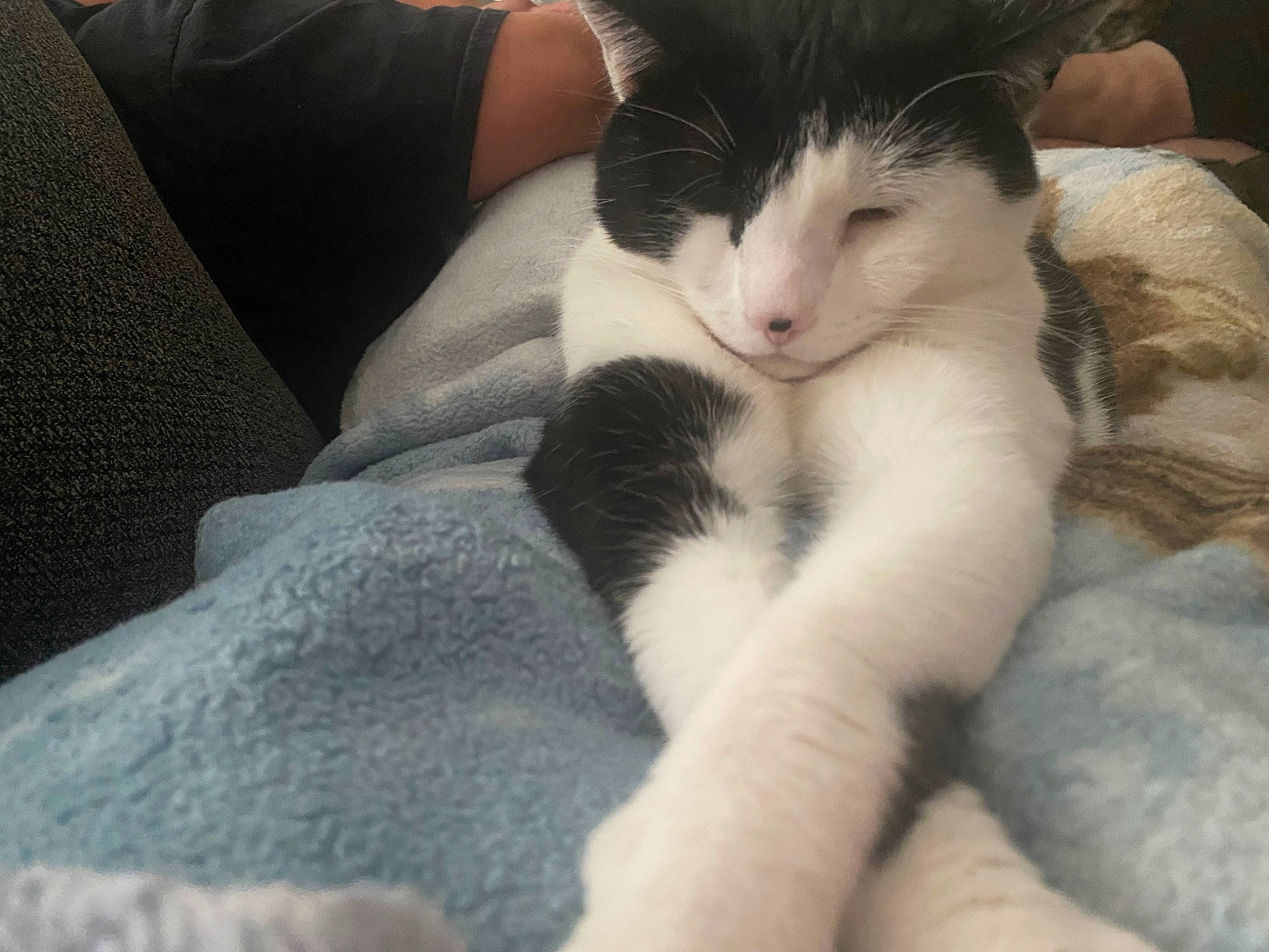 Kaylee is registered to the contest to win money with this photo: carnivore, cat, claw, comfort, domestic_short_haired_cat, felidae, foot, fur, lap, linens, nap, paw, sitting, sleep, sleeve, small_to_medium_sized_cats, snout, tail, whiskers