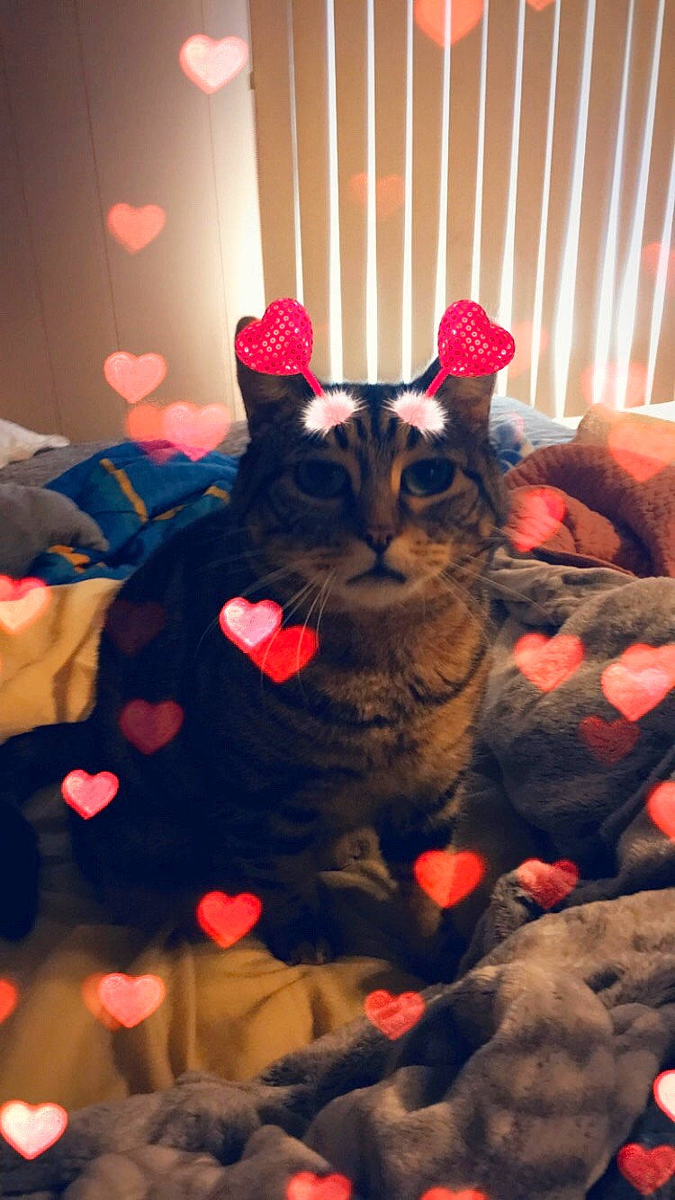 Oliver joined the competition — help win amazing prizes! carnivore, cat, christmas, christmas_decoration, christmas_ornament, comfort, domestic_short_haired_cat, event, felidae, fur, holiday, lamp, light, lighting, plant, room, small_to_medium_sized_cats, tail, tree, whiskers