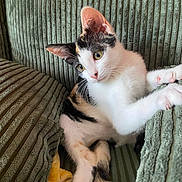 Phoebe joined the competition — help win amazing prizes! cat, kitten, calico, animal, pet, feline, sitting, lying_down, stretching, paws, whiskers, ears, tail, green_eyes, white_fur, black_fur, orange_fur, striped_chair, indoors, portrait