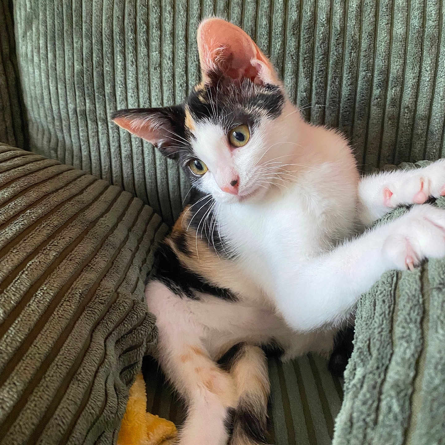 Phoebe
