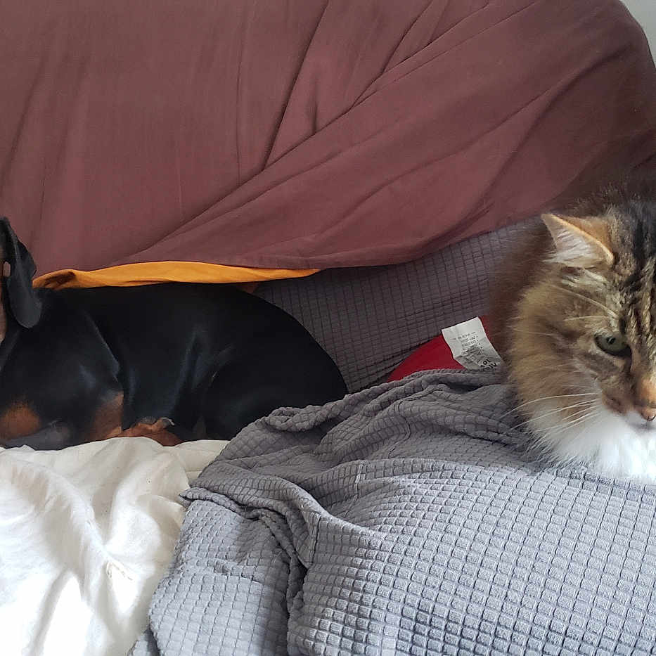 Craminou participe au concours pour gagner de l'argent avec cette photo : animal, black, blanket, brown, cat, companion, couch, cozy, dachshund, dog, domestic, fur, furniture, gray, indoor, pet, relaxed, sitting, tabby_cat, yellow