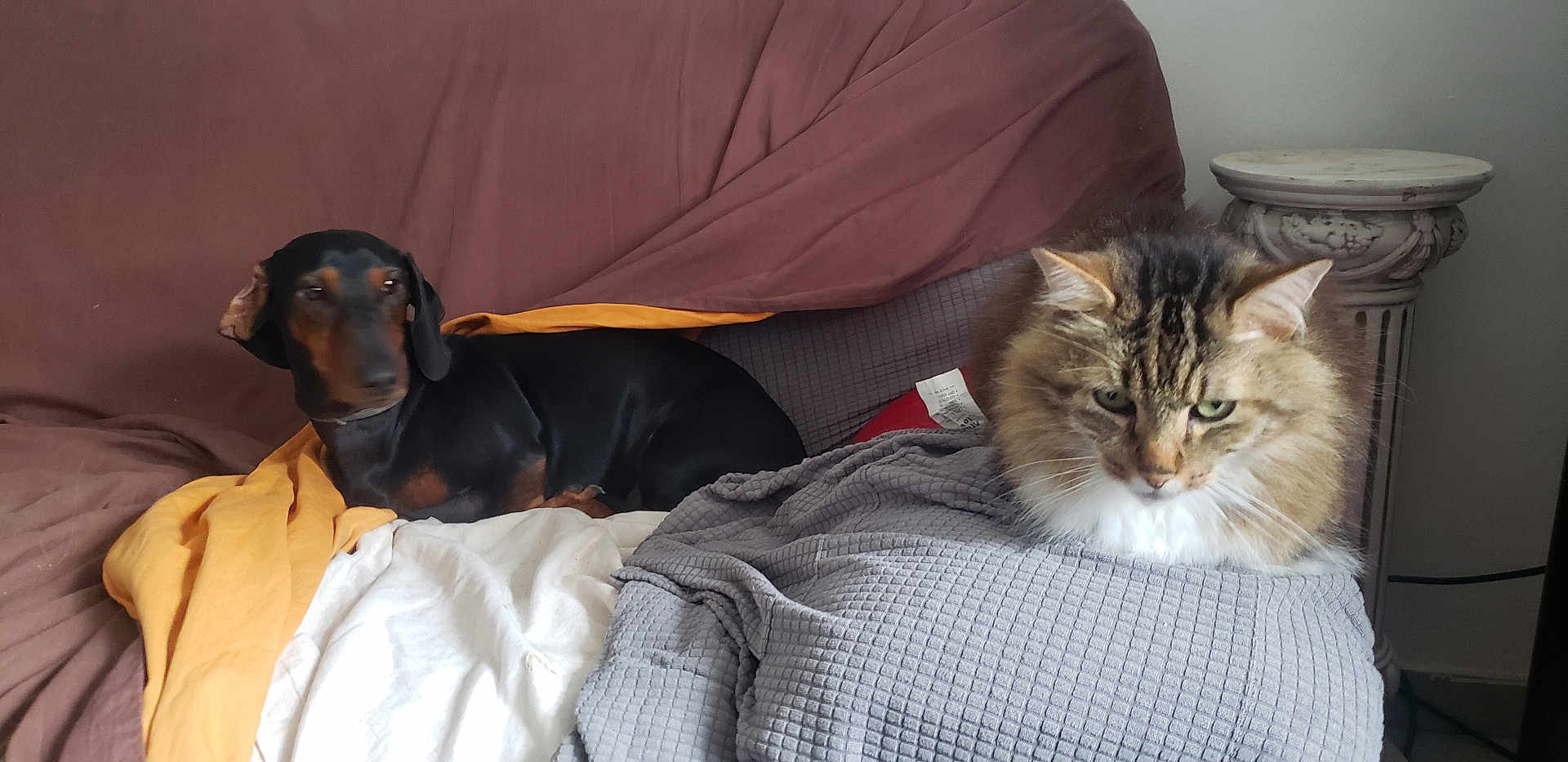 Craminou participe au concours pour gagner de l'argent avec cette photo : dog, cat, dachshund, tabby_cat, indoor, couch, blanket, furniture, pet, animal, brown, black, gray, yellow, relaxed, sitting, fur, cozy, domestic, companion