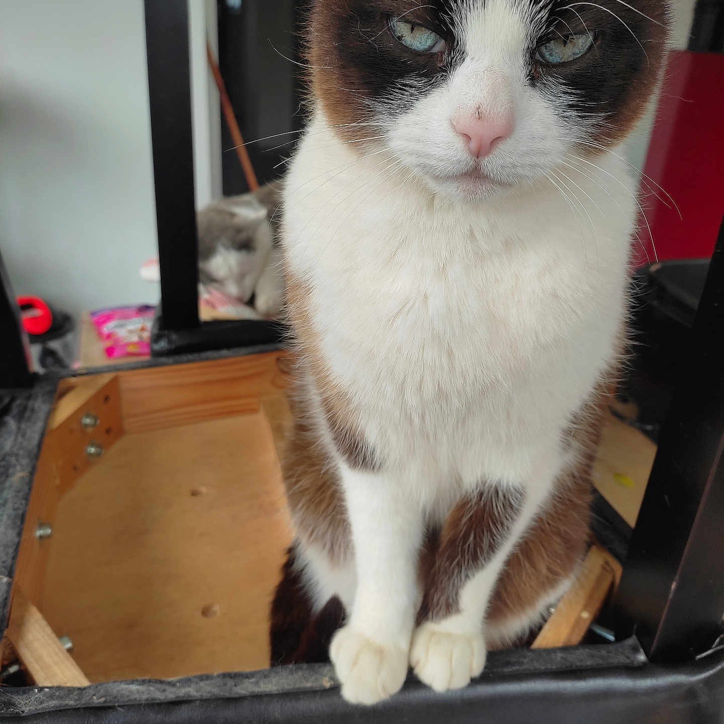 Litchi participe au concours pour gagner de l'argent avec cette photo : abyssinian, animal, baggage, box, cat, computerhardware, drawer, electronics, furniture, hardware, hardwood, kitten, manx, monitor, pet, plywood, screen, shelf, siamese, wood