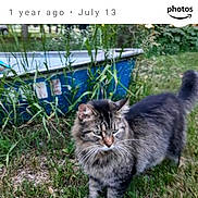 Kanga is registered to the contest to win money with this photo: cat, tabby_cat, grass, outdoor, animal, feline, pet, fur, whiskers, tail, nature, greenery, weed, blue_pool, garden, backyard, mammal, wildlife, standing, daylight