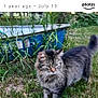 cat, tabby_cat, grass, outdoor, animal, feline, pet, fur, whiskers, tail, nature, greenery, weed, blue_pool, garden, backyard, mammal, wildlife, standing, daylight