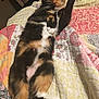 animal, calico_cat, cat, cozy, cute, domestic_animal, feline, fur, indoor, lying_down, patterned_blanket, paw, pet, quilt, relaxed, resting, sleepy, soft, striped, whiskers