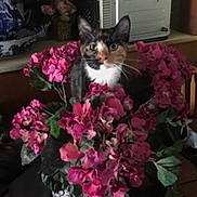 Coco is registered to the contest to win money with this photo: animal, appliance, background, bouquet, cat, closeup, colorful, curious, decor, feline, flowers, household, indoor, kitchen, leaf, pet, pink, plant, table, vase