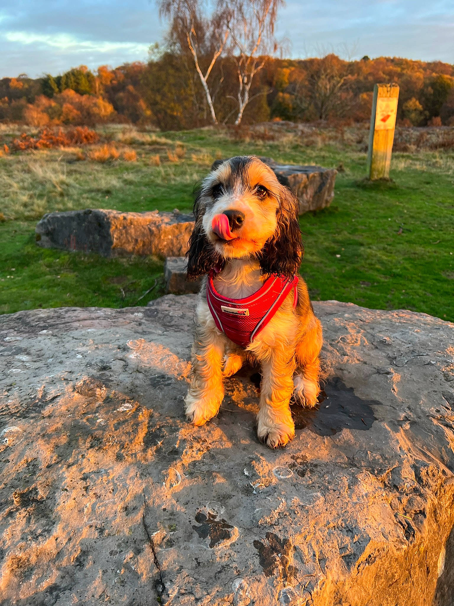 Margot is registered to the contest to win money with this photo: carnivore, cloud, companion_dog, dog, dog_breed, dog_clothes, dog_supply, fawn, grass, landscape, pet_supply, plant, poodle, rock, sky, soil, sporting_group, tree, water_dog, wood