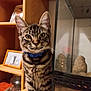 cat, tabby, blue_collar, pet, indoor, curious, glass_tank, shelf, framed_photo, jar, wooden_surface, striped_fur, whiskers, ears, close_up, feline, domestic_cat, animal, household, looking