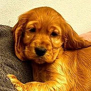 Maya a rejoint le concours — aidez-le/la à gagner de superbes lots ! puppy, dog, golden_retriever, pet, animal, fur, cute, sleepy, indoors, blanket, resting, young, canine, ears, nose, portrait, cozy, comfort, snuggle, soft