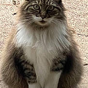 Bonnie is registered to the contest to win money with this photo: animal, cat, closeup, curious, cute, ears, eyes, feline, fluffy, fur, ground, mammal, nature, outdoor, pet, portrait, sitting, tabby, whiskers, white_paws