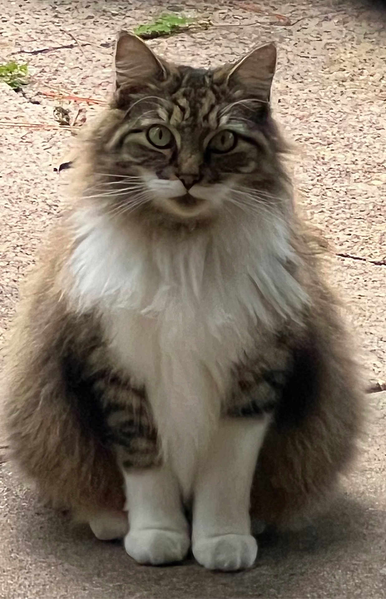 Bonnie